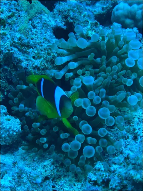 Detail Clownfish Anemone Close Up Number 5