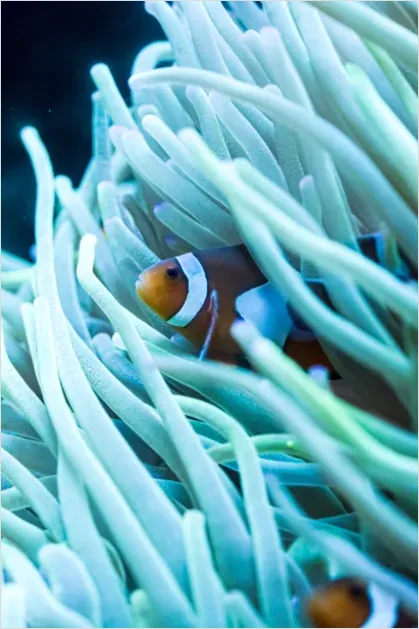 Detail Clownfish Anemone Close Up Number 6