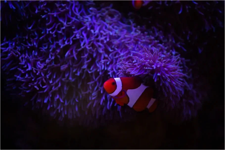Detail Clownfish Anemone Close Up Number 7