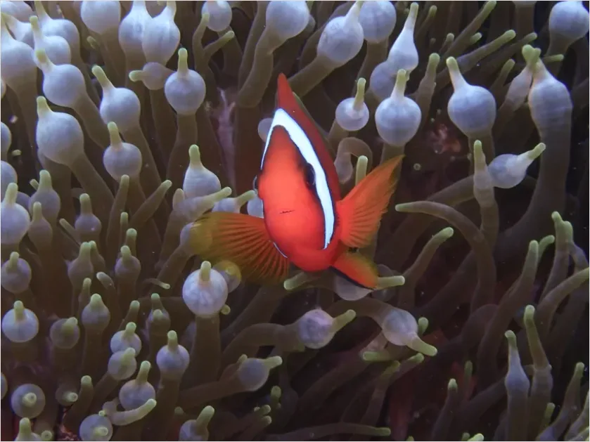 Detail Clownfish Anemone Close Up Number 8