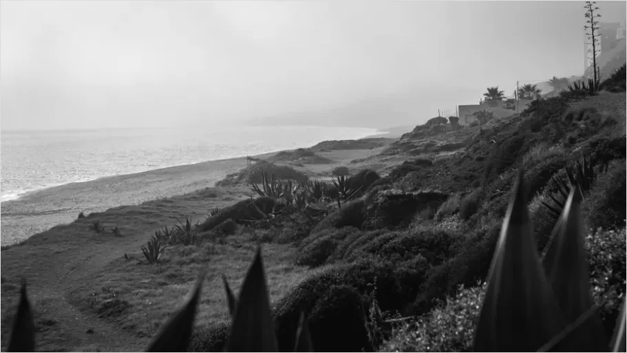 Detail Coastal Fog Beach Landscape Number 5