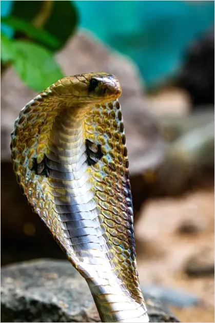 Cobra Hood Spread Photo C805