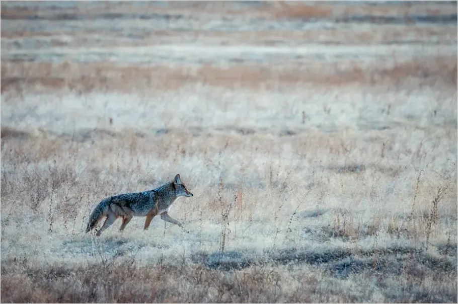 Detail Coyote In Field Photo Number 2