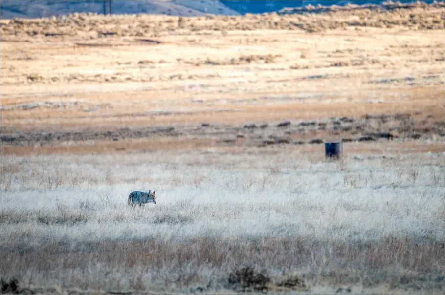 Detail Coyote In Field Photo Number 3