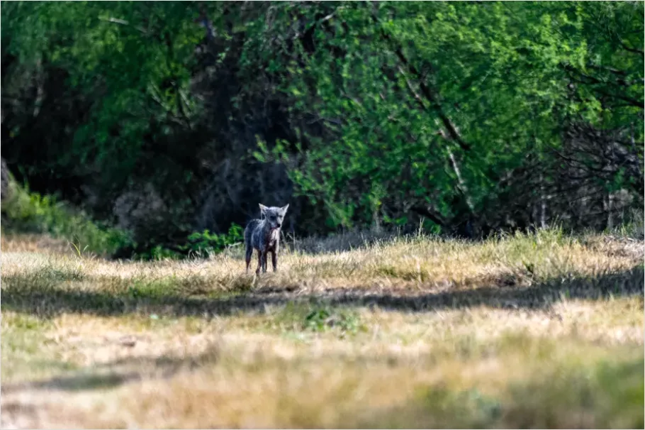 Detail Coyote In Field Photo Number 4