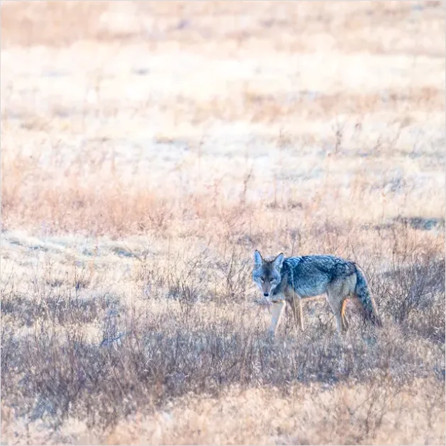 Detail Coyote In Field Photo Number 5
