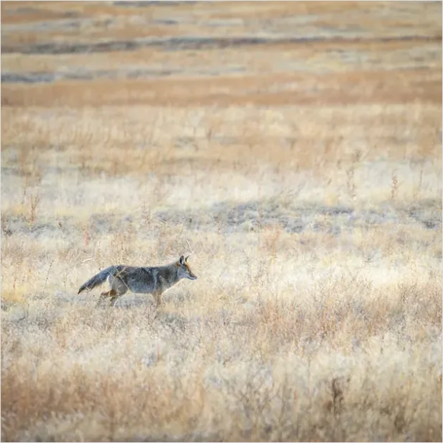 Detail Coyote In Field Photo Number 6