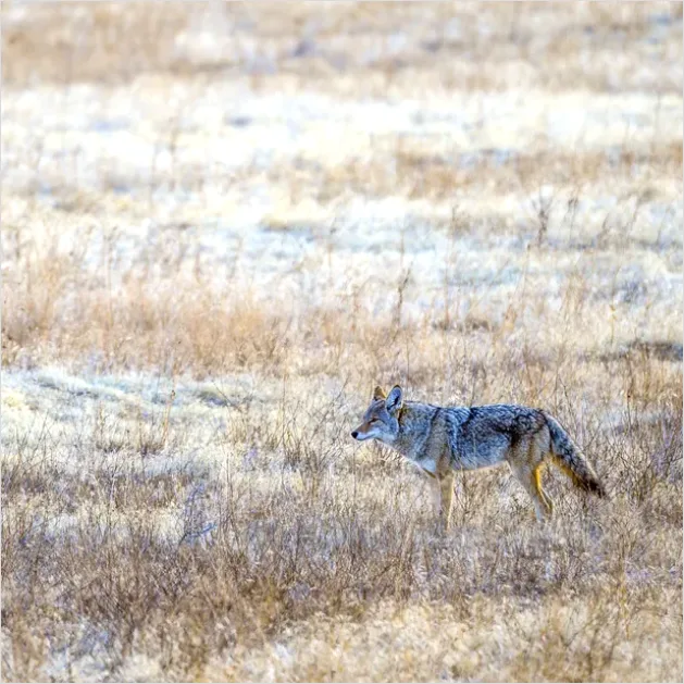 Detail Coyote In Field Photo Number 7