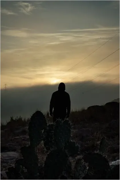 Detail Desert Cactus Silhouette Sunset Number 2