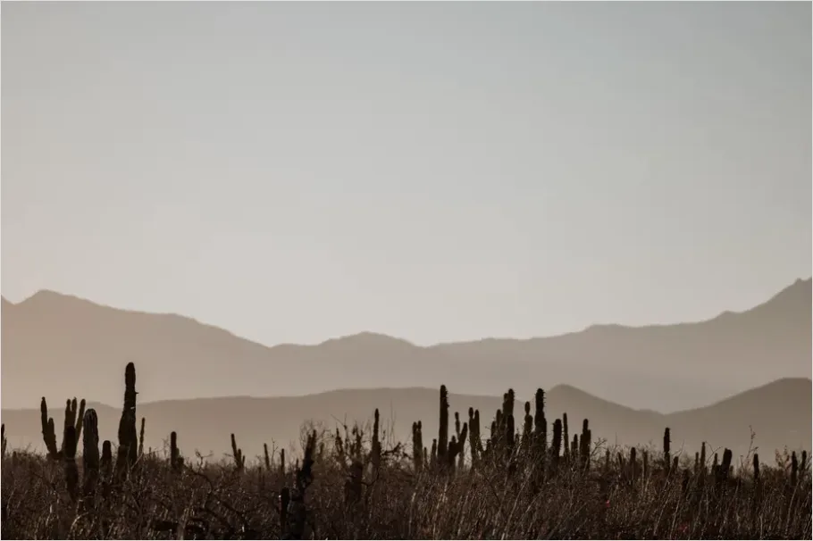 Detail Desert Cactus Silhouette Sunset Number 3