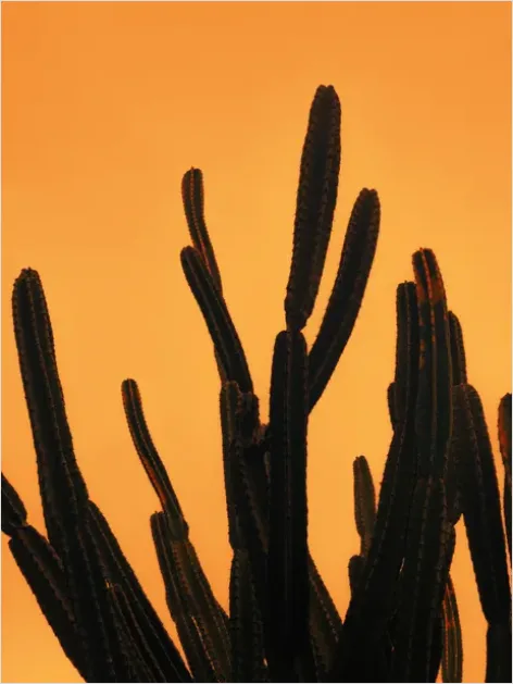 Detail Desert Cactus Silhouette Sunset Number 4
