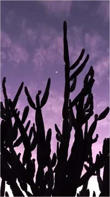 Detail Desert Cactus Silhouette Sunset Number 5