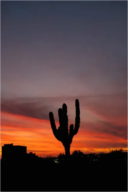 Detail Desert Cactus Silhouette Sunset Number 6
