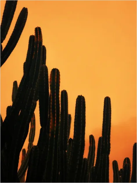 Detail Desert Cactus Silhouette Sunset Number 7