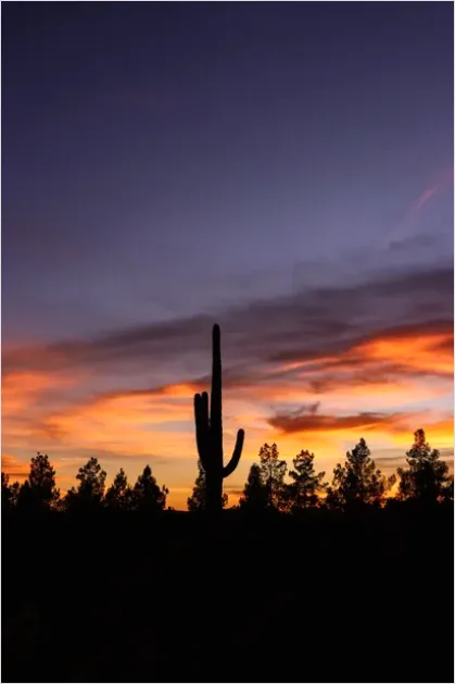 Detail Desert Cactus Silhouette Sunset Number 8