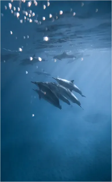 Dolphin Pod Underwater 21ff