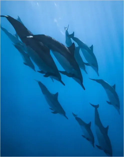 Detail Dolphin Pod Underwater Number 2