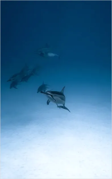 Detail Dolphin Pod Underwater Number 3