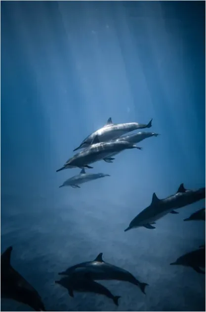Detail Dolphin Pod Underwater Number 4