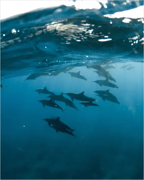 Detail Dolphin Pod Underwater Number 5