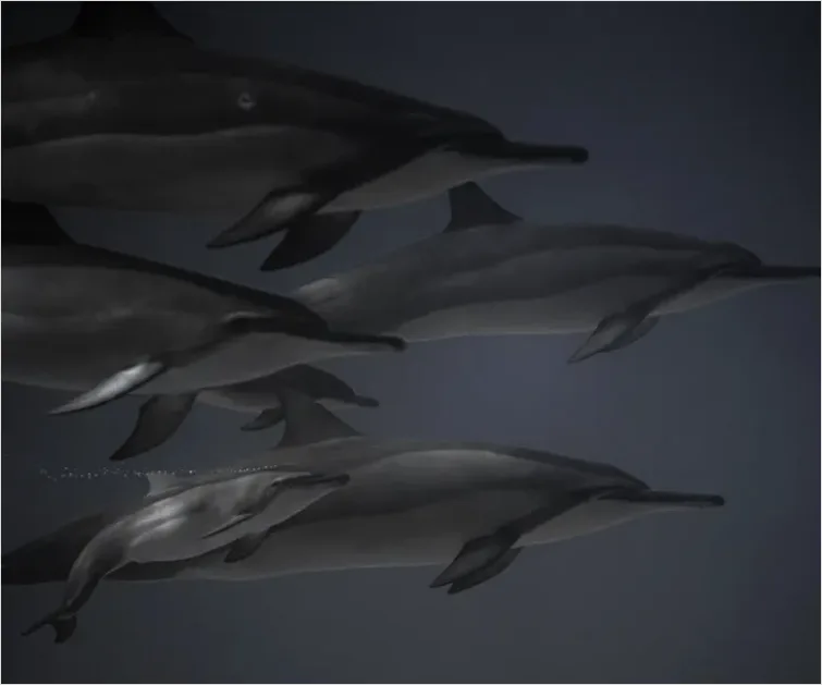 Detail Dolphin Pod Underwater Number 6