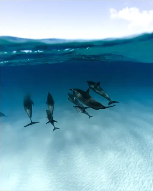 Detail Dolphin Pod Underwater Number 7