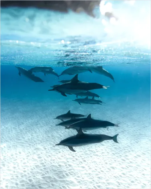Detail Dolphin Pod Underwater Number 8