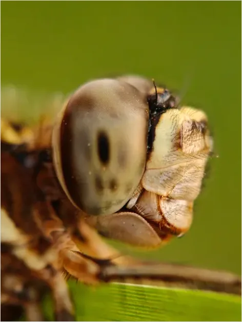 Dragonfly Macro Close Up 8e1a