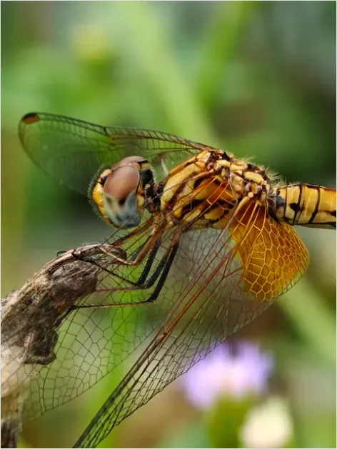 Detail Dragonfly Macro Close Up Number 2