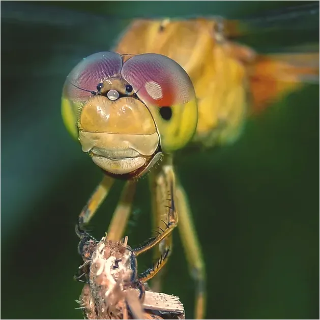 Detail Dragonfly Macro Close Up Number 3