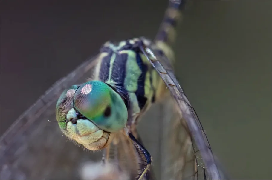 Detail Dragonfly Macro Close Up Number 4