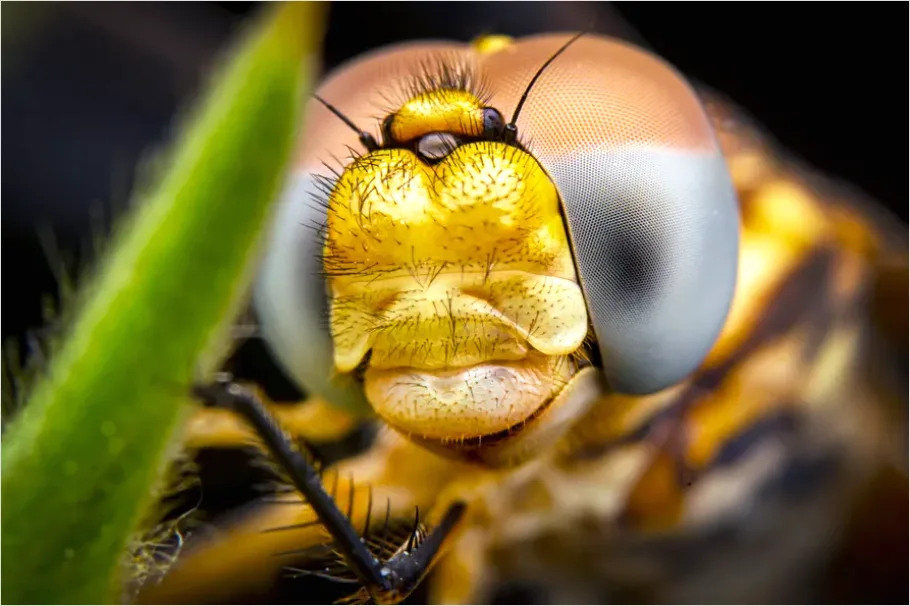 Detail Dragonfly Macro Close Up Number 5