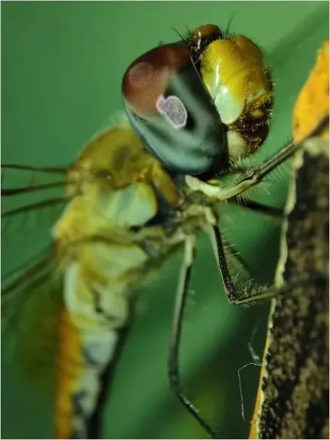 Detail Dragonfly Macro Close Up Number 6