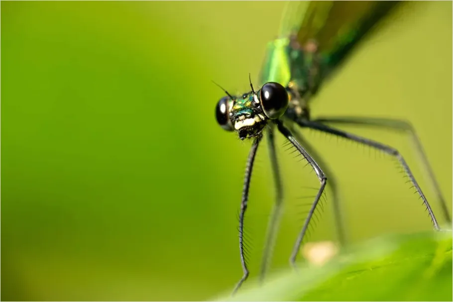 Detail Dragonfly Macro Close Up Number 7