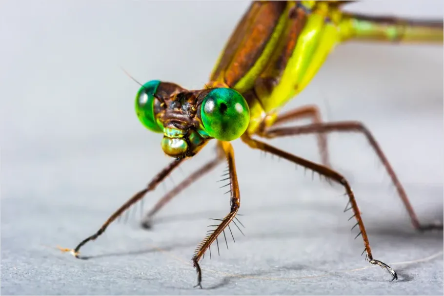 Detail Dragonfly Macro Close Up Number 8