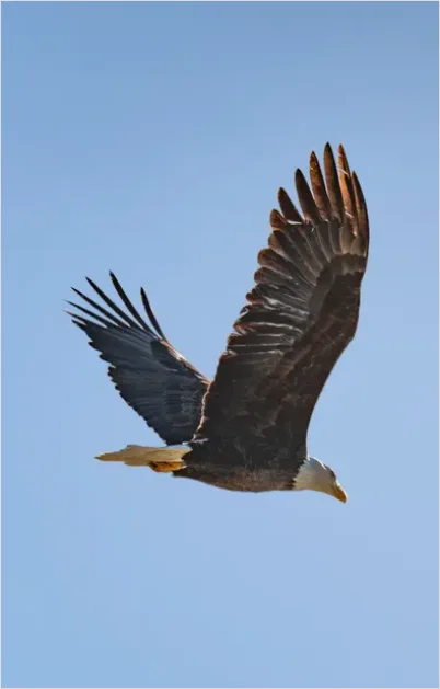 Detail Eagle In Flight Photo Number 2
