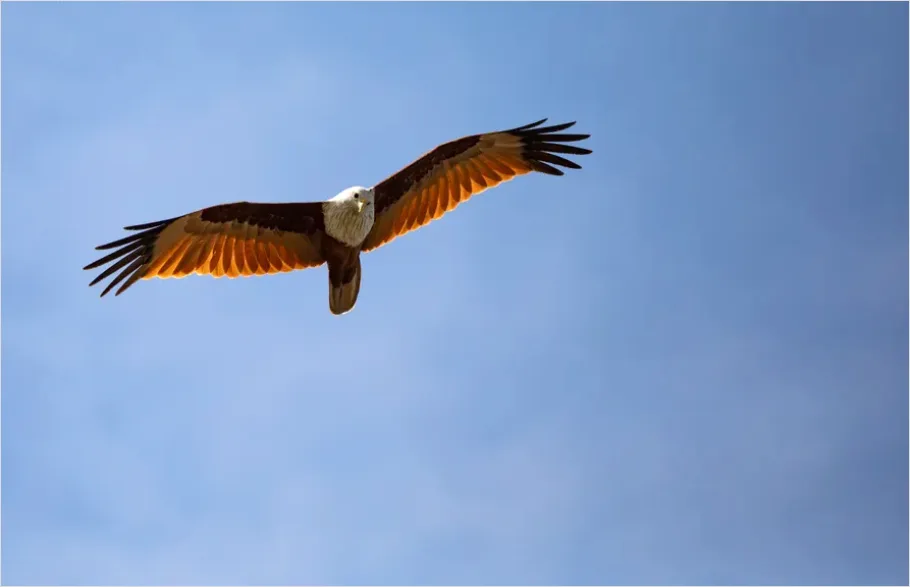 Detail Eagle In Flight Photo Number 3
