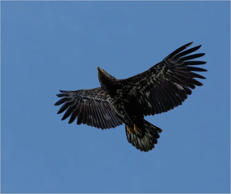 Detail Eagle In Flight Photo Number 6