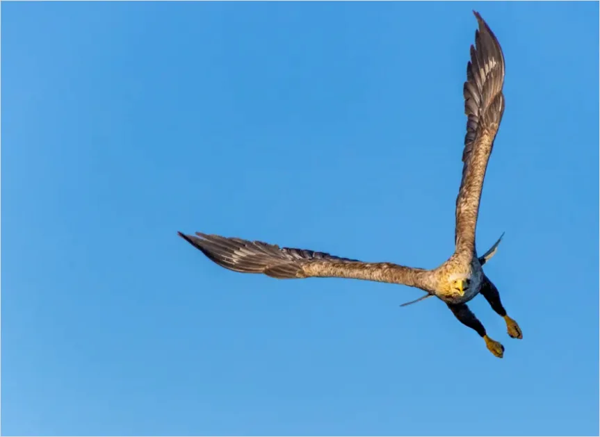 Detail Eagle In Flight Photo Number 7