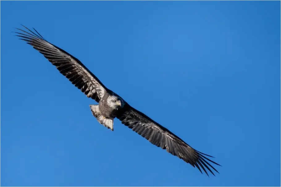 Detail Eagle In Flight Photo Number 8