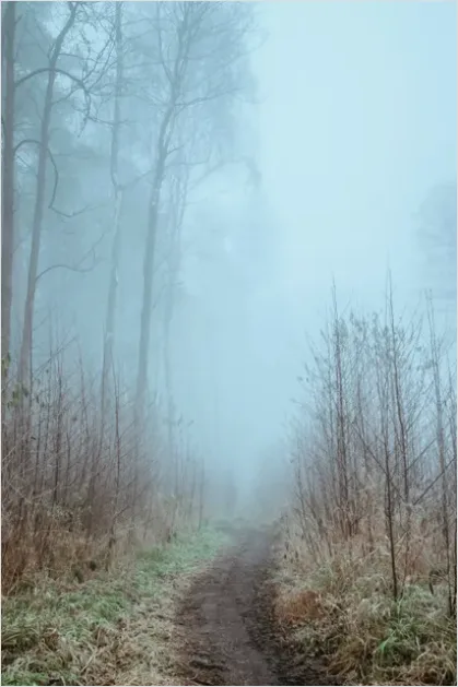 Foggy Forest Path Photo 30a2