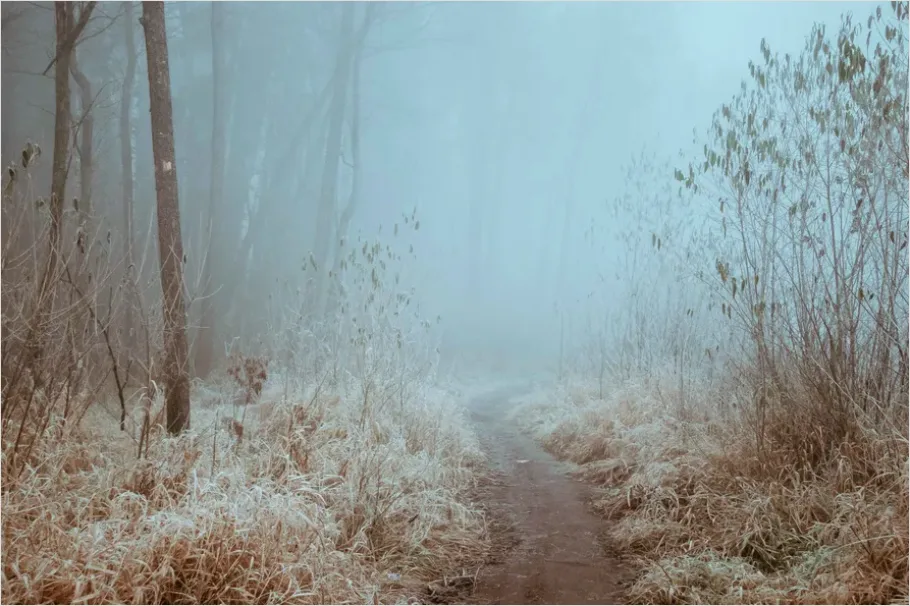 Detail Foggy Forest Path Photo Number 2