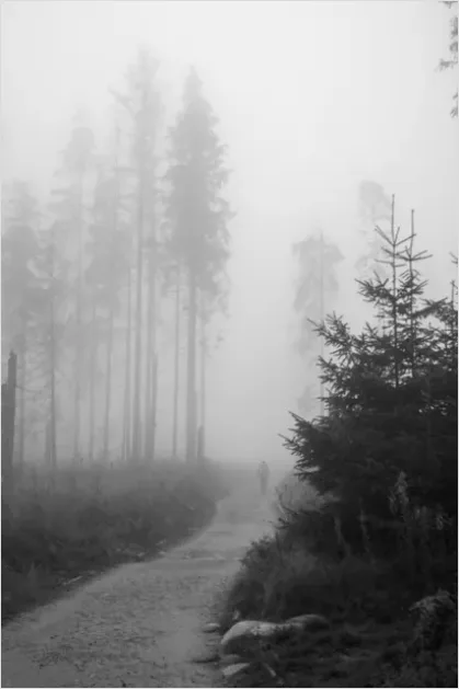 Detail Foggy Forest Path Photo Number 3