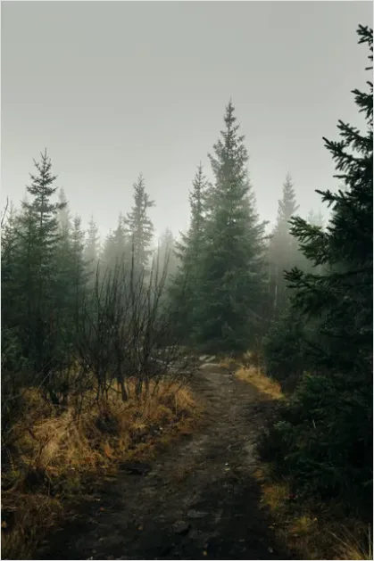Detail Foggy Forest Path Photo Number 4