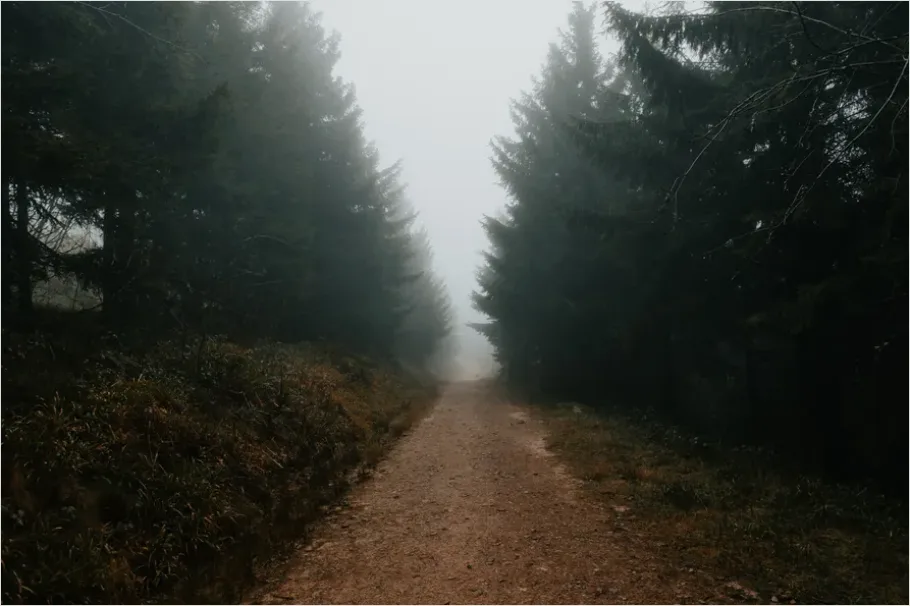 Detail Foggy Forest Path Photo Number 5