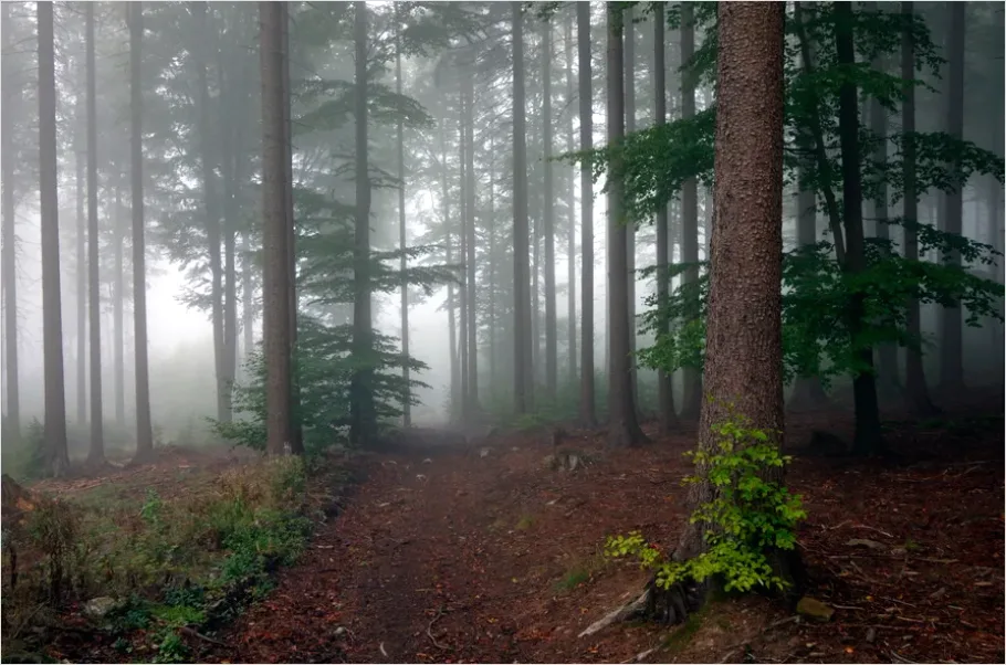 Detail Foggy Forest Path Photo Number 6