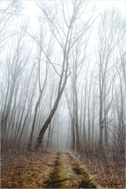 Detail Foggy Forest Path Photo Number 7