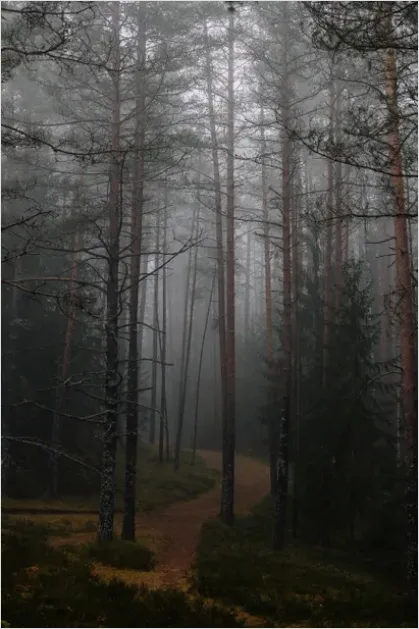 Detail Foggy Forest Path Photo Number 8