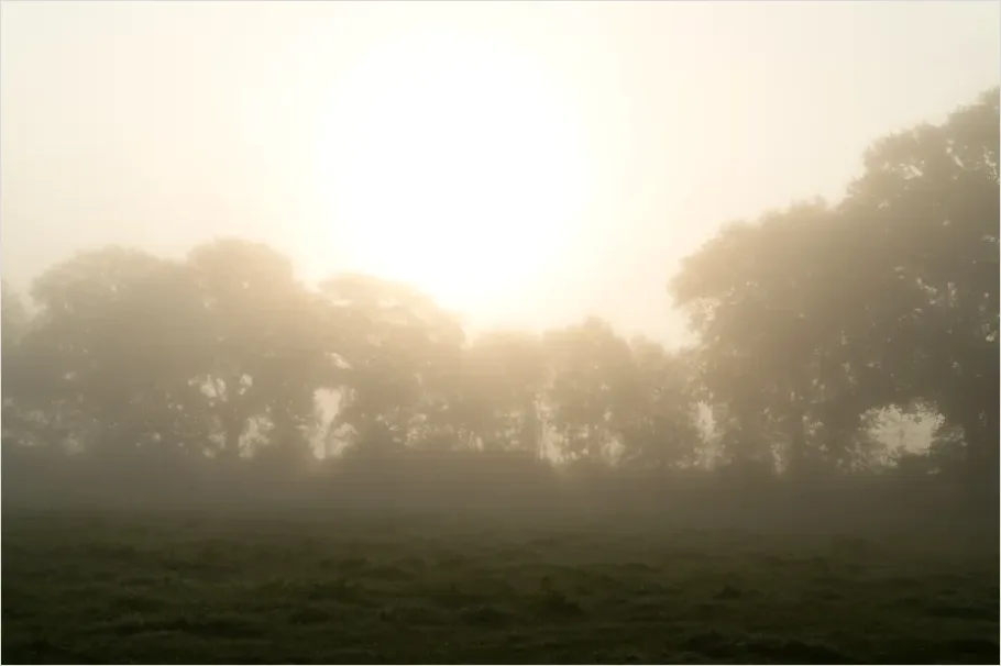 Detail Foggy Meadow Morning Light Number 2