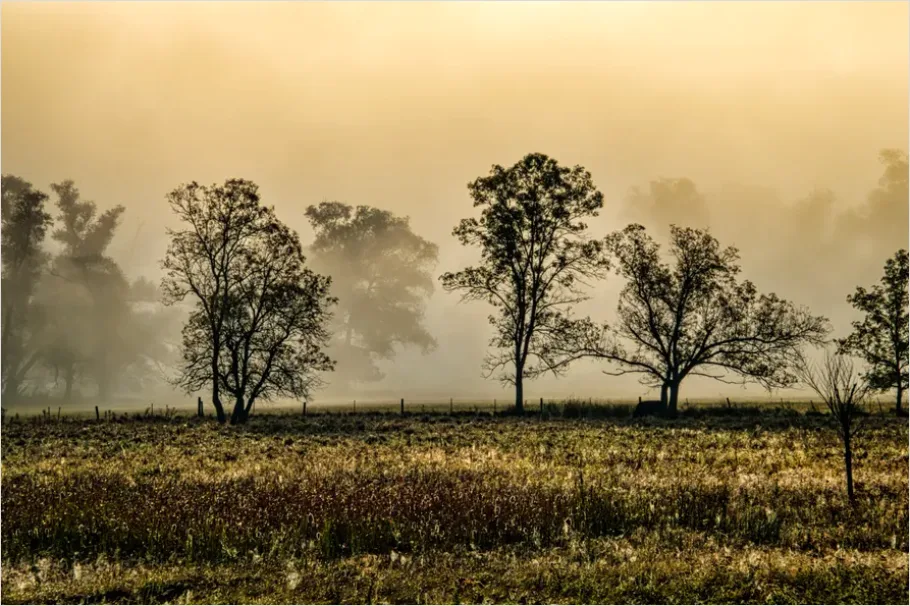 Detail Foggy Meadow Morning Light Number 3